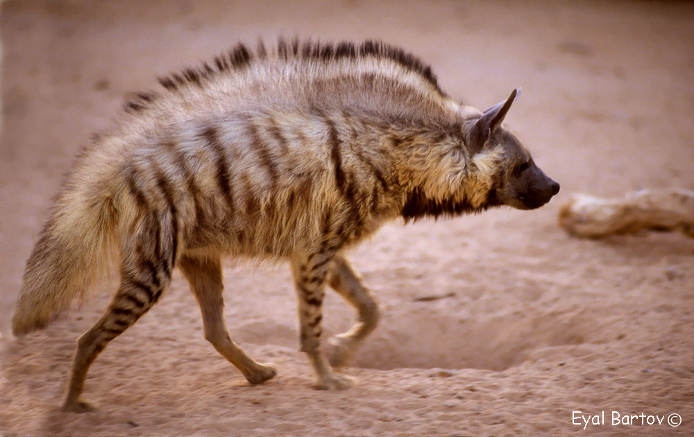 Don't Get Bit — Striped Hyena The striped hyena (Hyaena hyaena) is...