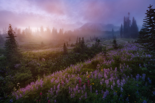 banshy:Mt. Rainier National Park // Majeed Badizadegan