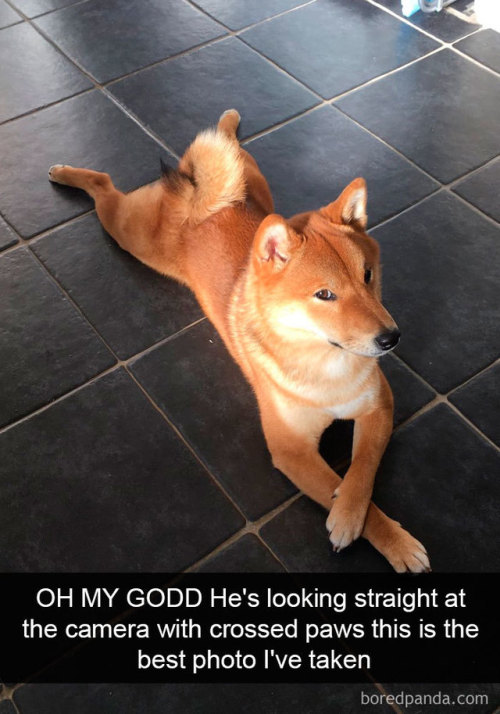 babyanimalgifs:Dog snapsvia boredpanda @animalsnaps​