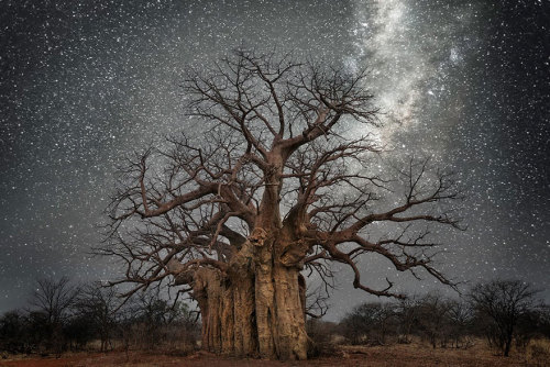 the-awesome-quotes:Beth Moon Photographs The World’s Oldest...