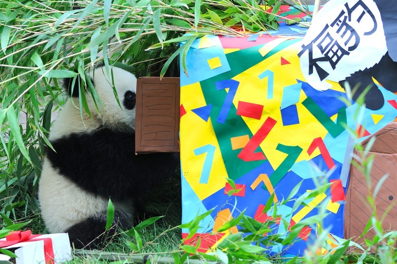 Giant Panda Photos • Fu Bao Celebrates His 1st Birthday At Zoo Vienna