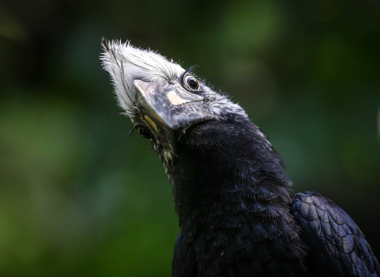 Beautiful Birds Found In The San Diego Zoo...