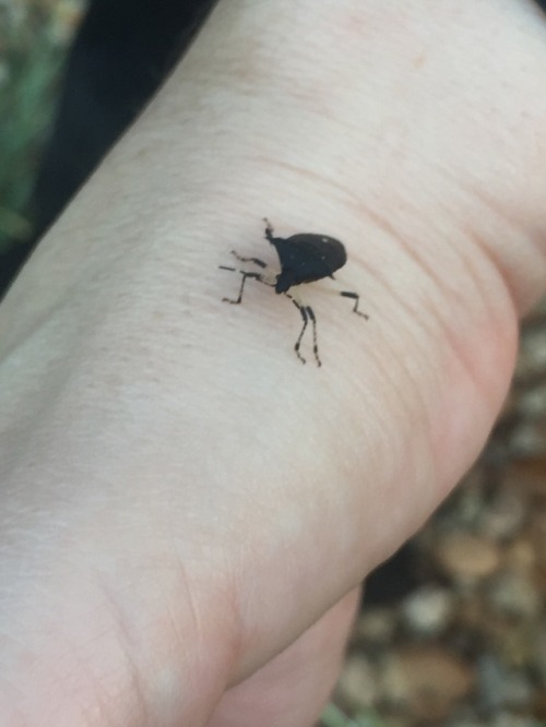 onenicebugperday