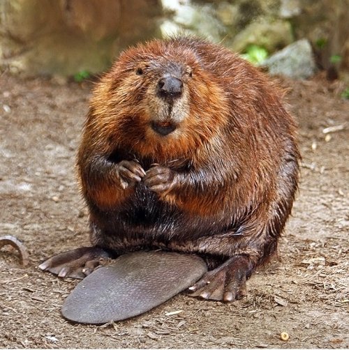 Beavers On Tumblr