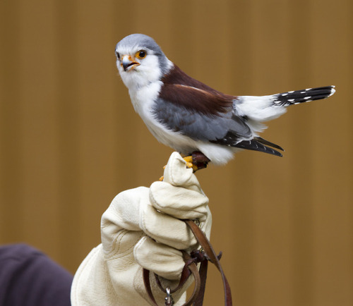 cuteanimals-only:TIL pygmy falcon. so tiny. so fluffy.