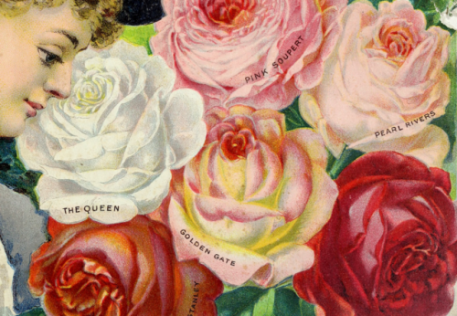 nemfrog:Our new guide to rose culture : 1899. Cover, detail.