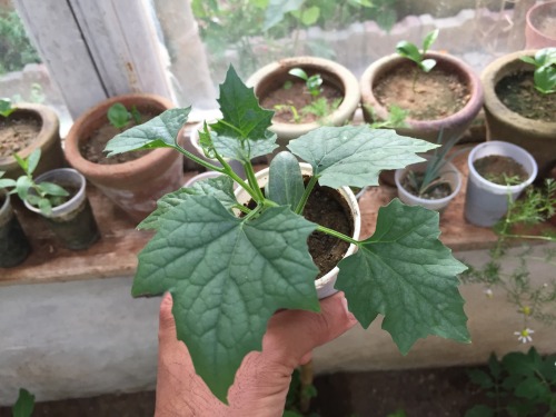 chokrihizem