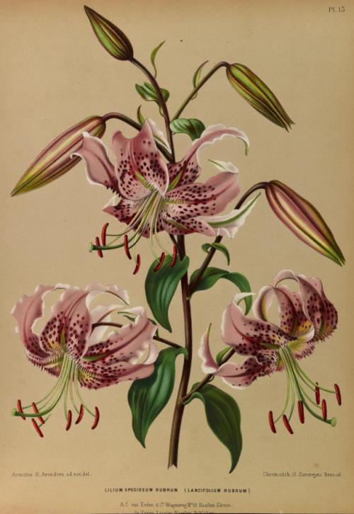 heaveninawildflower:Lilium.Illustrations taken from ‘Album van...