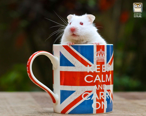 hamsters-in-cups