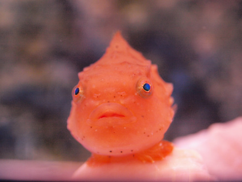 lumpfish plush