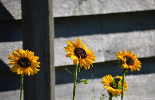 Sunflowers