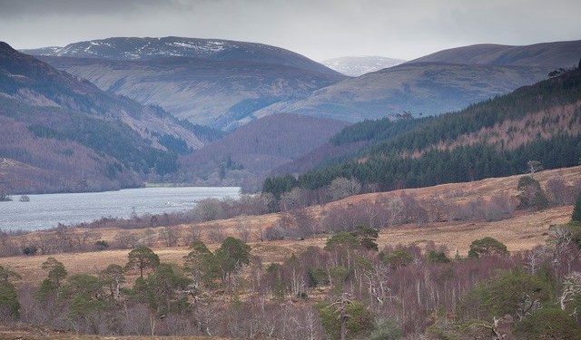 The Woodland Trust - What’s the difference between a wood and a forest?...