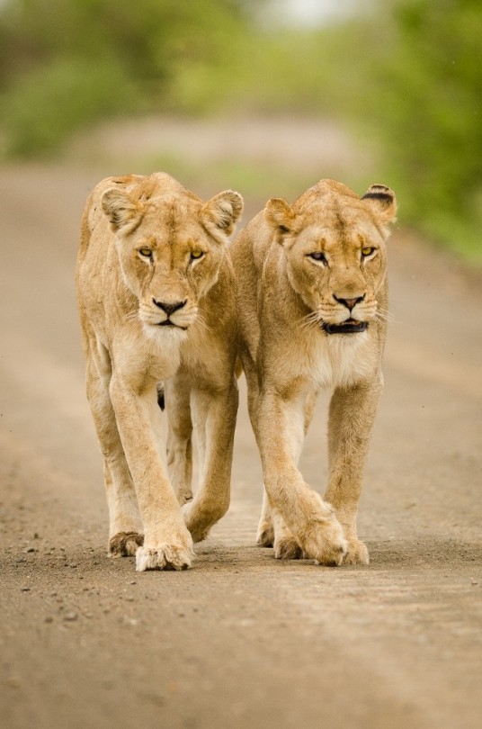 Sisters by xcantay gok