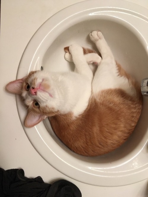 living-the-cat-life