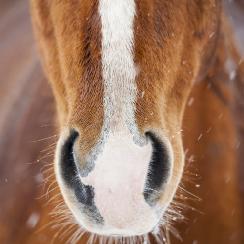 ainawgsd:Whiskers! Horses