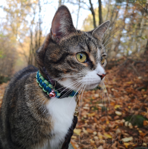 pets cats catblr petblr cute animals animals purrfect kitten kitty cute adorable sweet