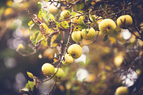 owls-n-elderberries:Rainy Morning by Mahoney Photography WA on...