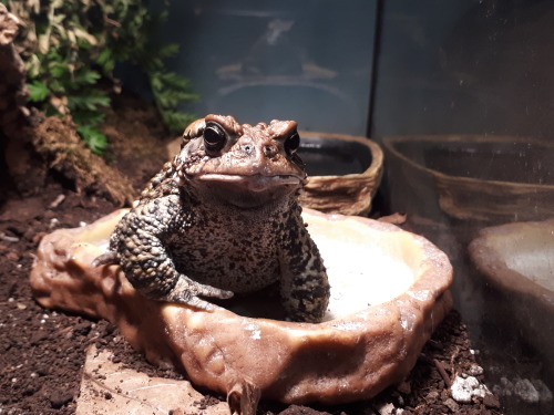 toadsandtiels