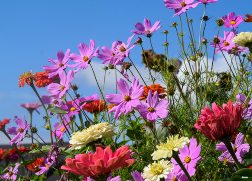 momo4flowers:Summer flowers in Oregon