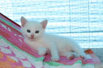 Chaton Blanc Tumblr