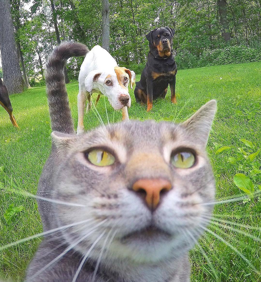 Untitled — Dwnsy: Manny, The Selfie Cat