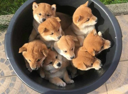 cuteness–overload:Bucket of Shiba Inu puppies ♡Source:...