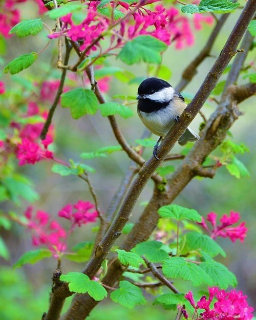 loriedarlin: âvia http://gardenofgod.tumblr.com/post/145129648672/black-capped-chickadee â