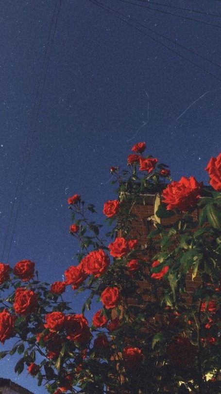 Featured image of post Rose Tumblr Red Aesthetic Wallpaper