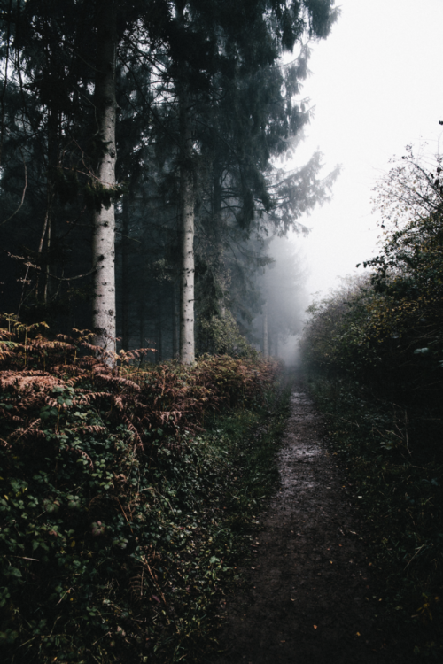 frederick-ardley:Rediscovering HighlightsOxfordshire Forests...