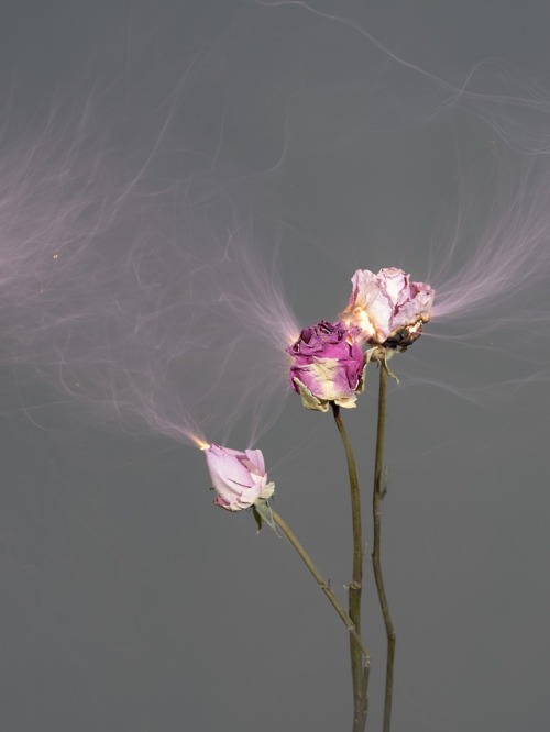 itscolossal:Freshly Cut Flowers Make Sparks in Electrically...