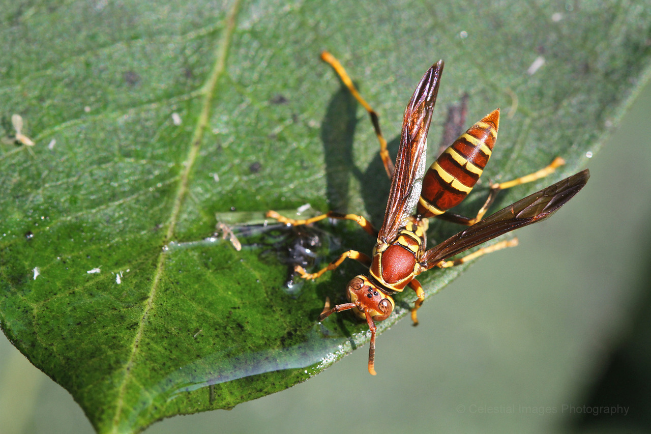 A Common Paper Wasp (Polistes exclamans) drinks... - Celeste's Nature ...