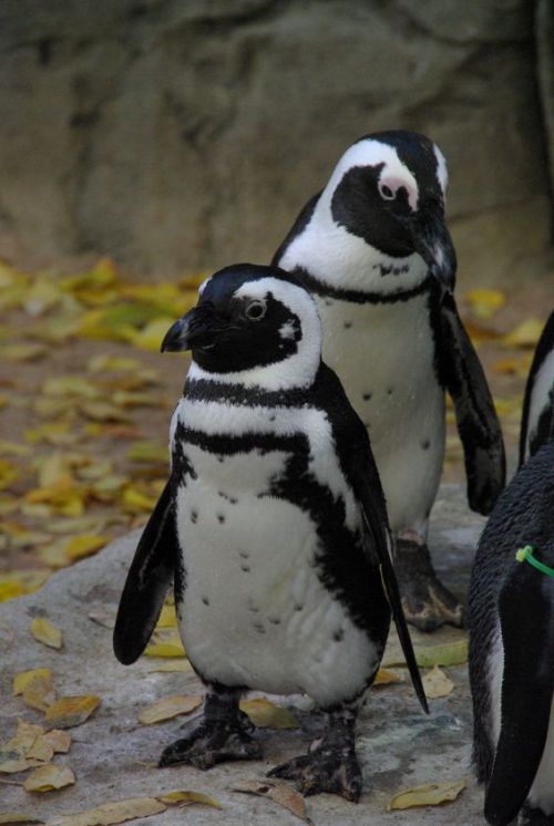 birdblogwhichisforbirds:penguins are GOOD