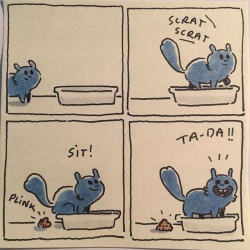 catsbeaversandducks