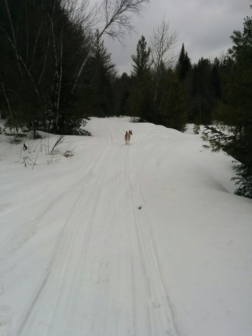 Winter’s still here, so it’s snowy walks still