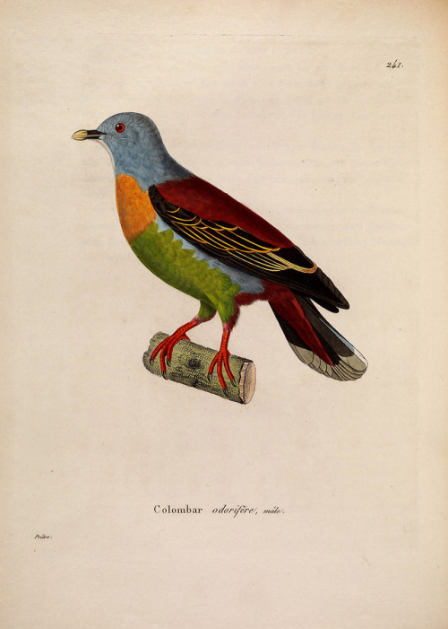 wapiti3:New collection of plates of colored birds: to serve on...