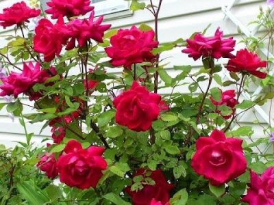 Cantik Tanaman Bunga Mawar Merah Dikelompokkan Menjadi Satu Spesies Dengan Tanaman Bunga Mawar Warna Jingga Bunga Hias