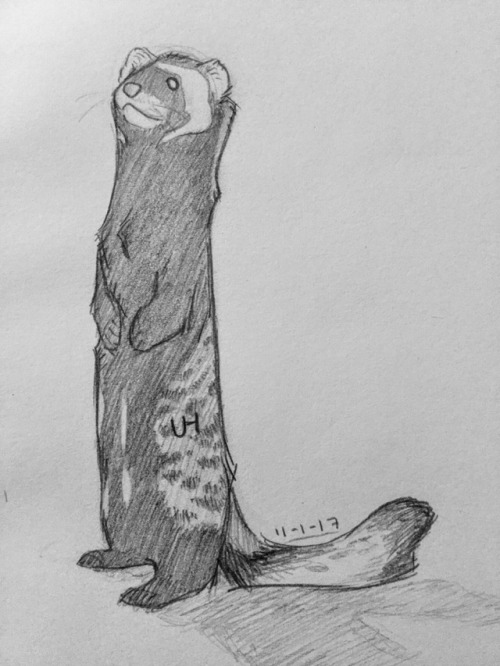 marbled polecat | Tumblr