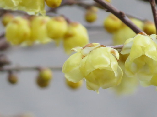 春 遠からじ ？？花粉は お手柔らかに でっすww（昨日すでに両瞼が赤くなってたﾜﾀﾁ）