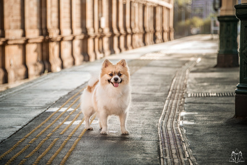howlingportraits
