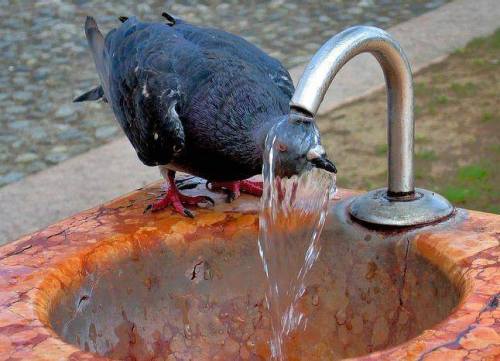 disgustinganimals:pigeonaday:Pigeon 215Cleanse yourself...