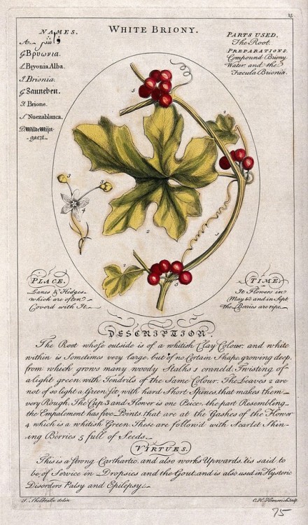 heaveninawildflower:Botanical illustrations (London, 1759) by...