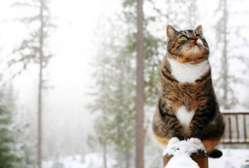 @cats in snow