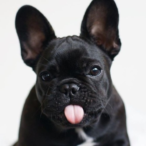 pugsandfrenchbulldogs