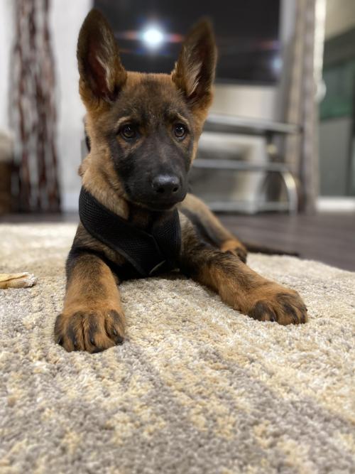 puppiestotherescue