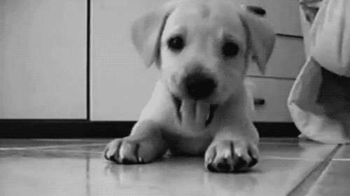 yavru köpek tumblr gif ile ilgili görsel sonucu
