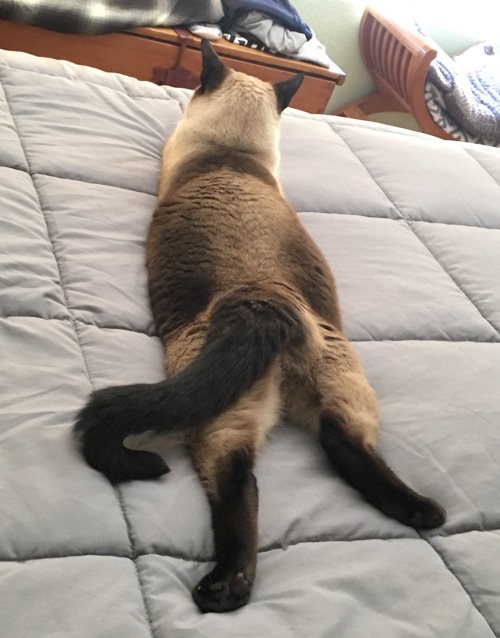 MostlyCatsMostly - New comforter gets the sploot of approval.