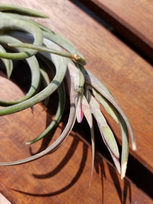 May 28, 2018 - It’s amazing how air plants brighten up...