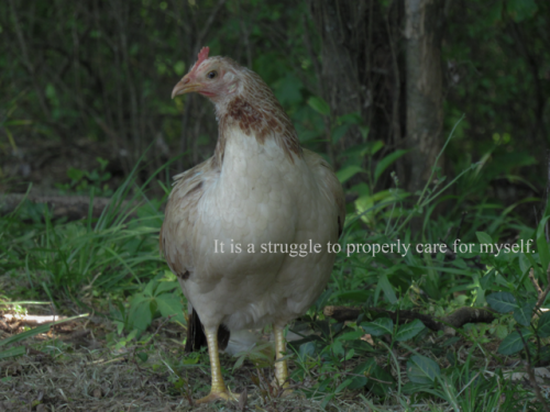 chicken muse hen bird struggle care selfcare