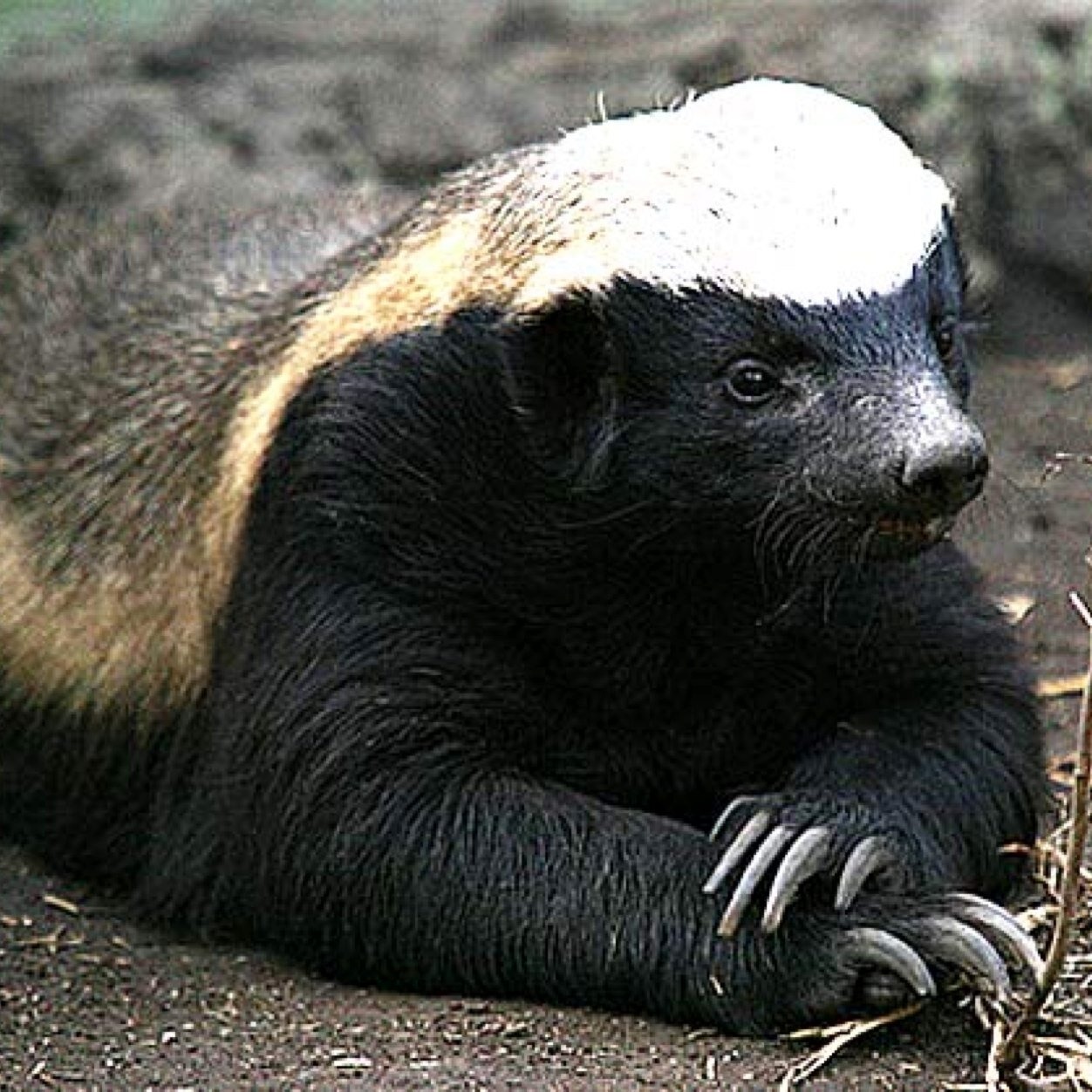 Albums 93+ Images show me a picture of a honey badger Stunning