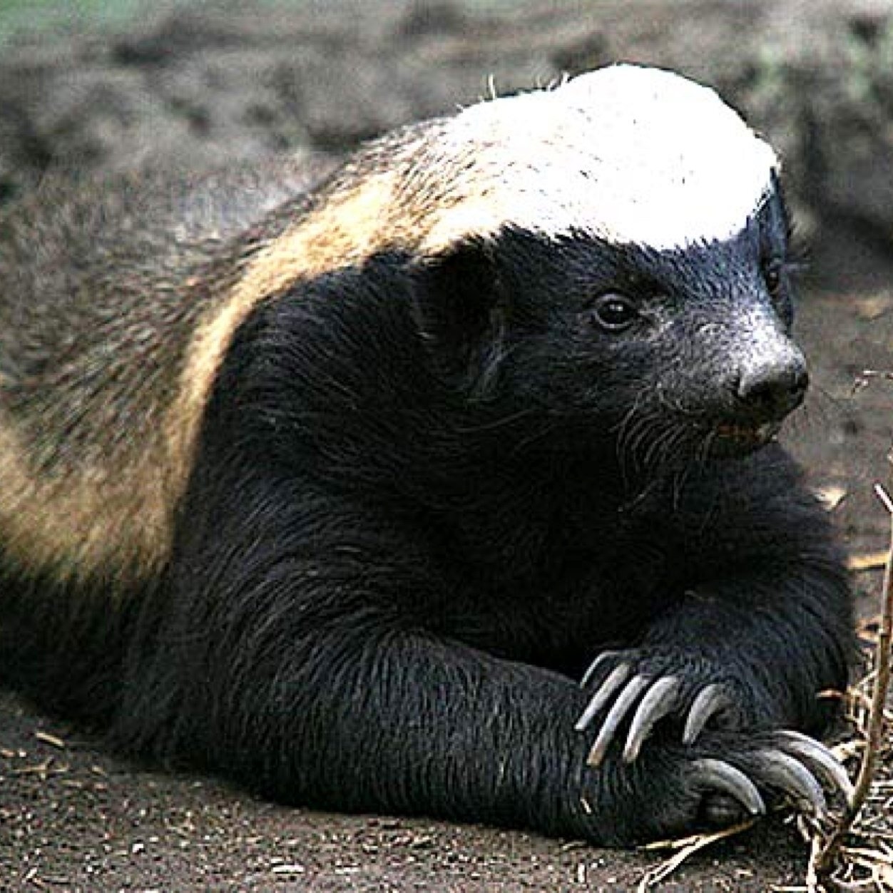 Honey badger фото